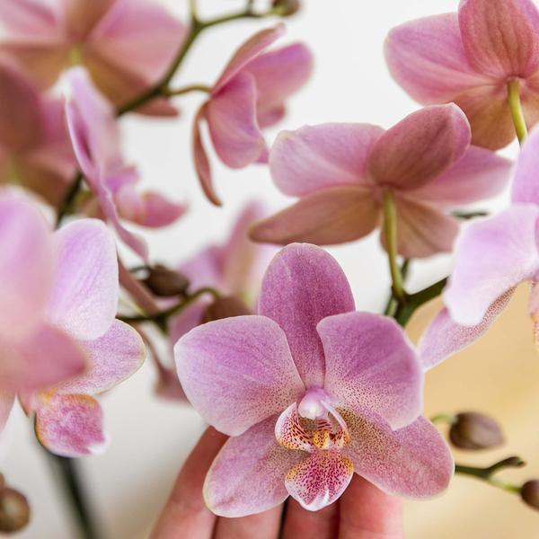 Phalaenopsis Orchidee Oudroze – Bloeiende Kamerplant met Pot