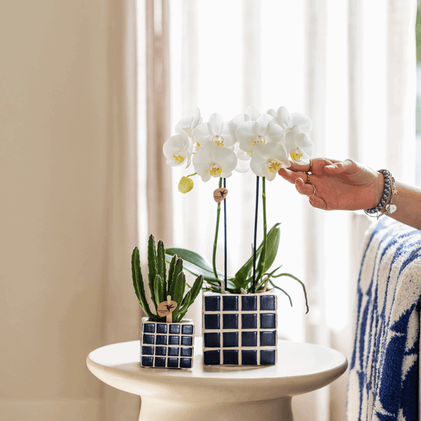 Witte Phalaenopsis Amabilis – Bloeiende Orchidee incl. Pot Ø9cm