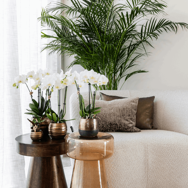Witte Phalaenopsis Orchideeën – Duurzaam & Onderhoudsvriendelijk