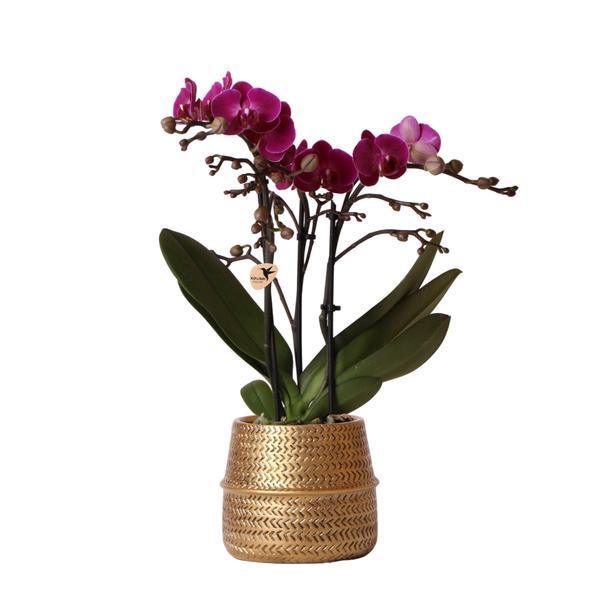 Paarse Phalaenopsis Orchidee – Bloeiende Plant met Gouden Pot
