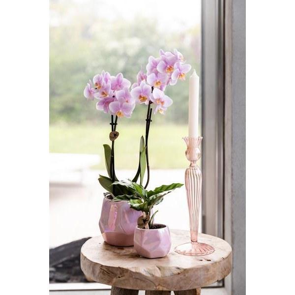 Roze Phalaenopsis Orchidee - Onderhoudsvriendelijke Bloem 9cm