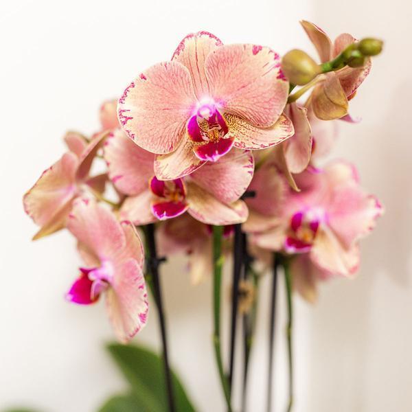 Kolibri Orchids – 4 Orchideeën Mix, Luchtzuiverend en Vers