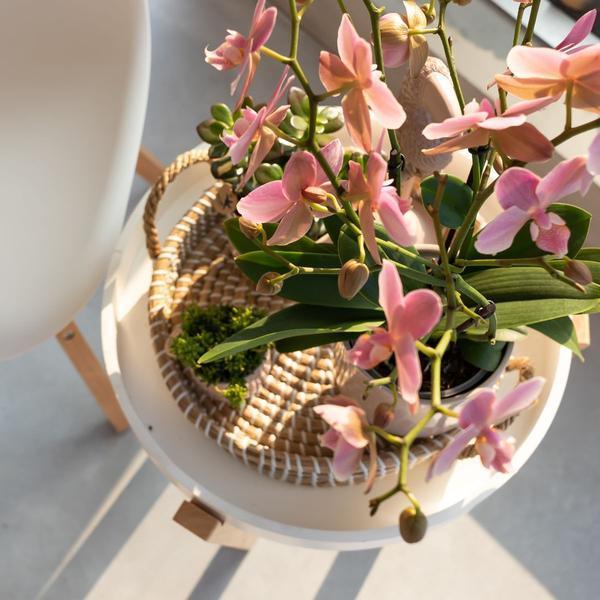 Phalaenopsis Orchidee Oudroze – Bloeiende Kamerplant met Pot