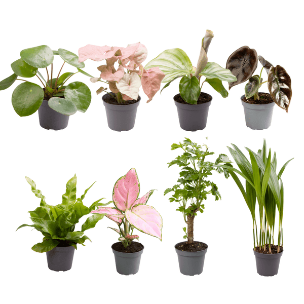 Baby Plantjes Verrassingsbox - Ø6cm - ↕12cm - Set van 6 en 8 Stuks