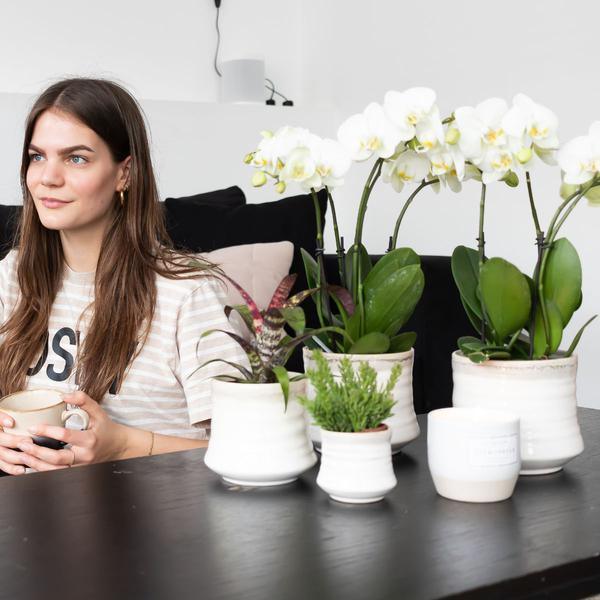 Witte Phalaenopsis Orchidee – Blikvanger met Sierpot, Ø12cm