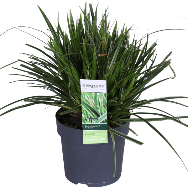 3x - Carex morrowii 'Ice Dance' - ↨30cm - Ø14