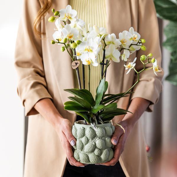 Phalaenopsis Orchidee Geel – Onderhoudsvriendelijk met Sierpot