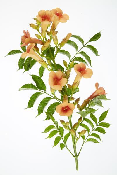 2x - Campsis 'Indian Summer' - ↨65cm - Ø15