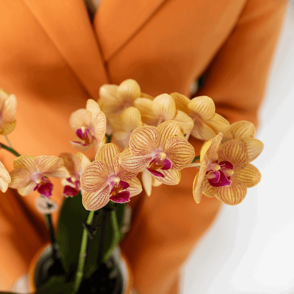 Oranje Phalaenopsis Orchidee – Bloeiende Plant met Sierpot