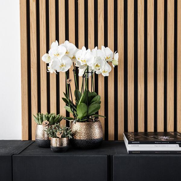 Phalaenopsis Orchidee in Koperen Sierpot – Gemakkelijk te Verzorgen