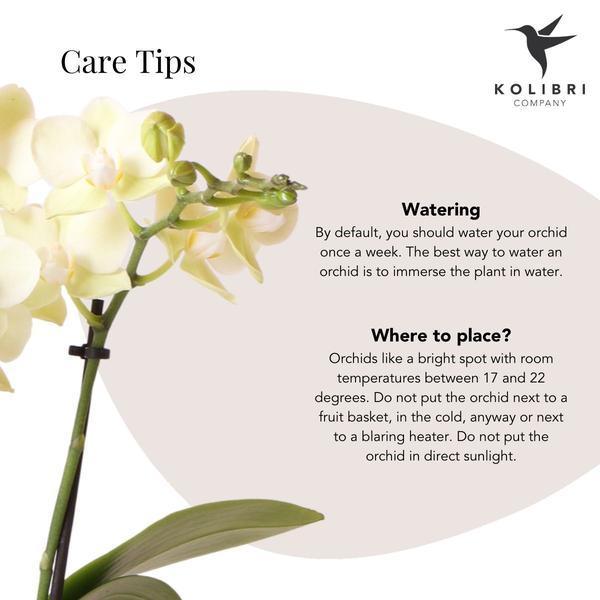 Gele Phalaenopsis – Bloeiende Orchidee met Ø9cm Sierpot