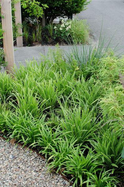 3x - Carex morrowii 'Ice Dance' - ↨30cm - Ø14