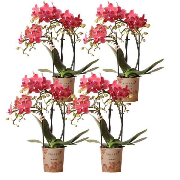Kolibri Orchideeën – 4x Oranje Phalaenopsis, Compact & Onderhoudsvriendelijk