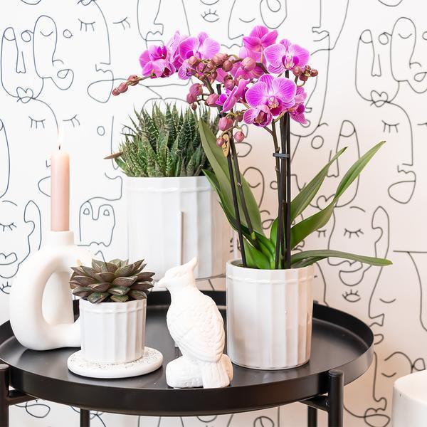 Phalaenopsis Orchidee Paars/Roze – Makkelijk Onderhoud, Ø9cm