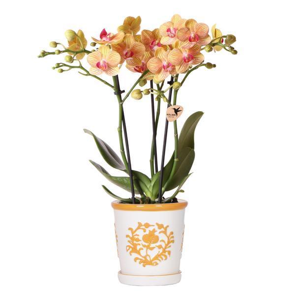 Oranje Orchidee 'Jamaica' met Luxe Malaga Pot – Tropische Sfeer
