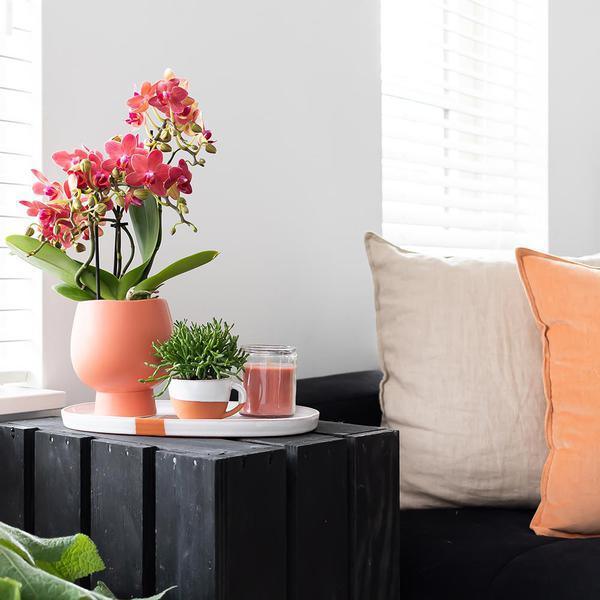 Rode Phalaenopsis Orchidee – Onderhoudsvriendelijke Kamerplant