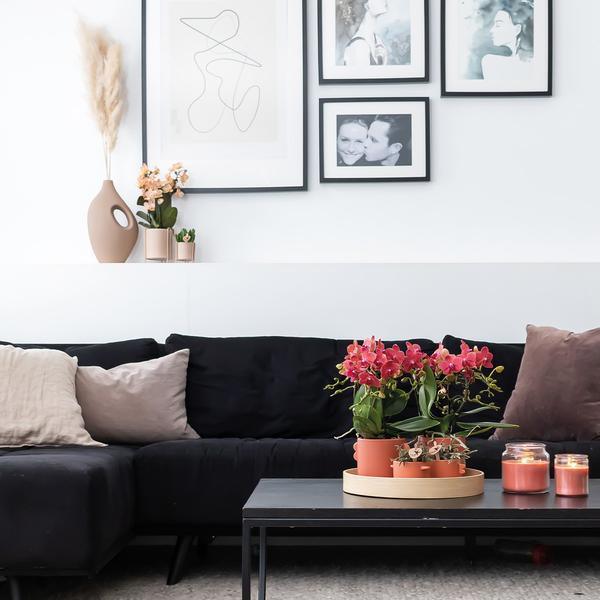 Rode Phalaenopsis Orchideeën Duo – Makkelijk in Onderhoud