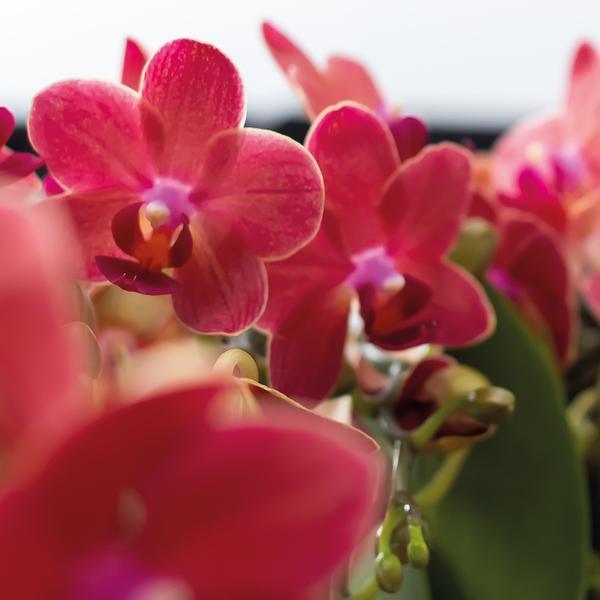 Rode Phalaenopsis Orchideeën Duo – Makkelijk in Onderhoud