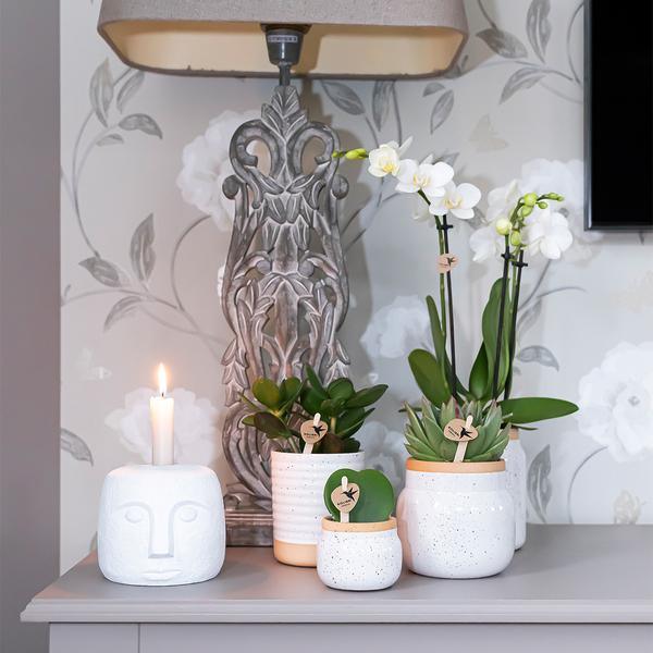 Kolibri Orchids – Diverse Orchideeënbox, 4 Variaties, Voordeelprijs